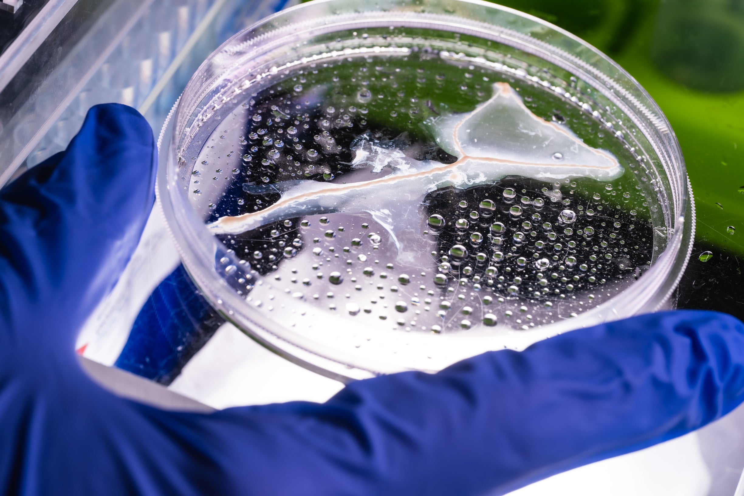expiriment in a petri dish