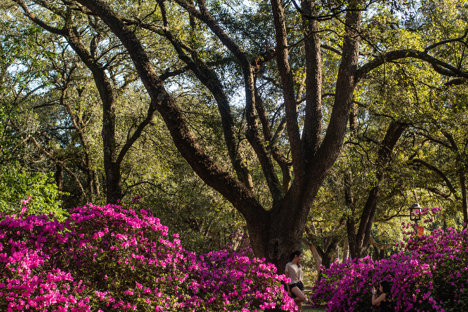 Trees on campus